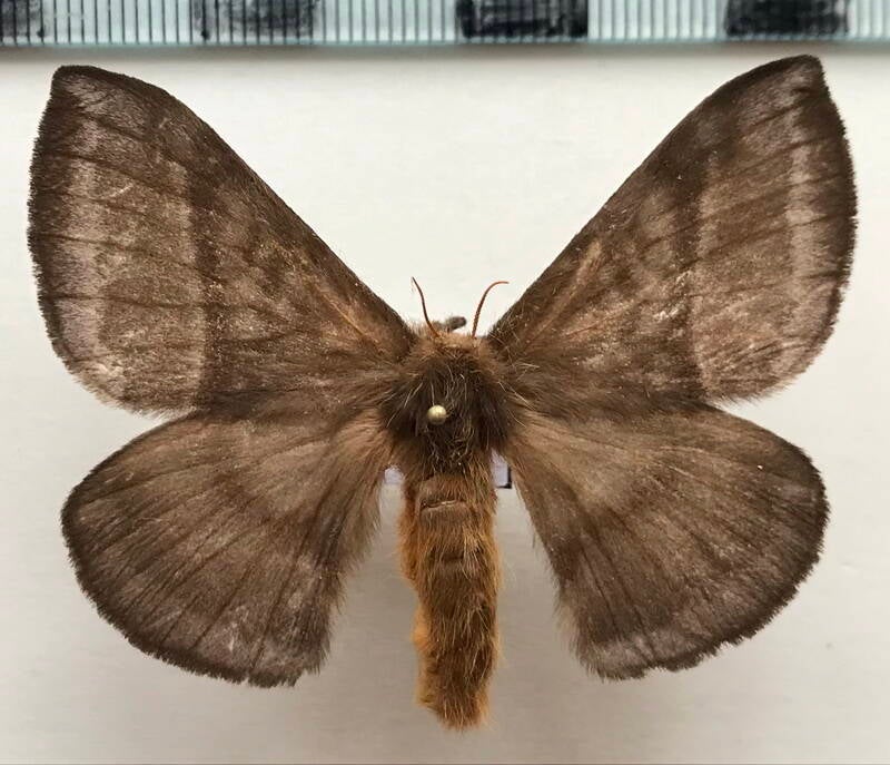 hylesia_sp389_f_eq-standard.jpg