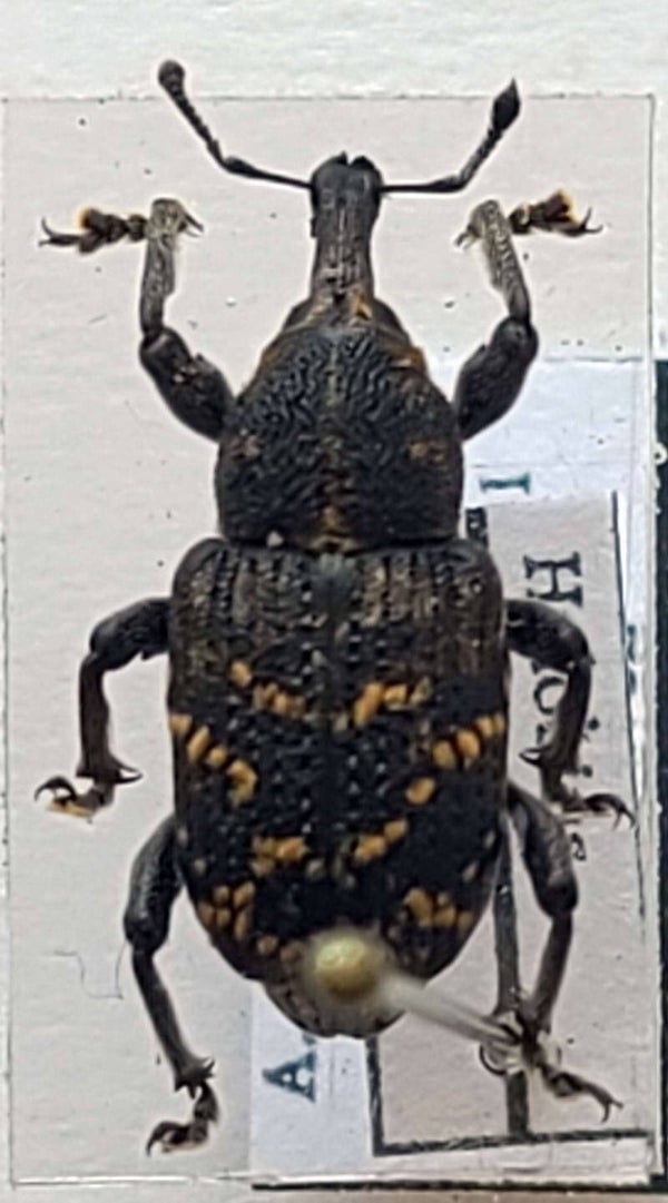 Hylobius abietis France