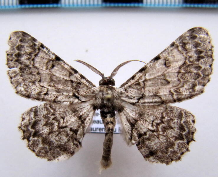 hymenomima_camerata_gf-standard.jpg