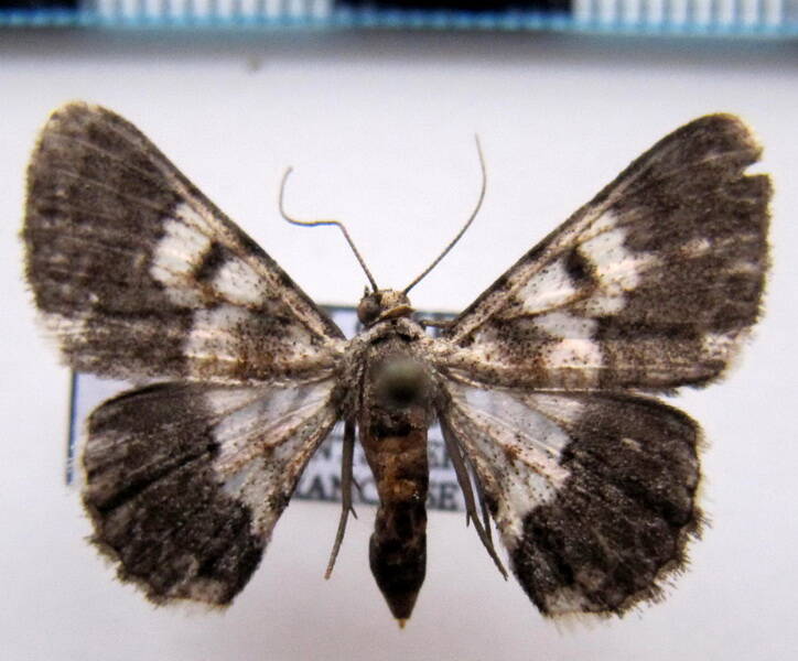 hymenomima_semialba_f_gf-standard.jpg