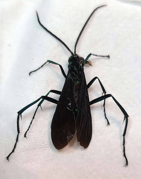 Hyménoptère  sp 27   Equateur