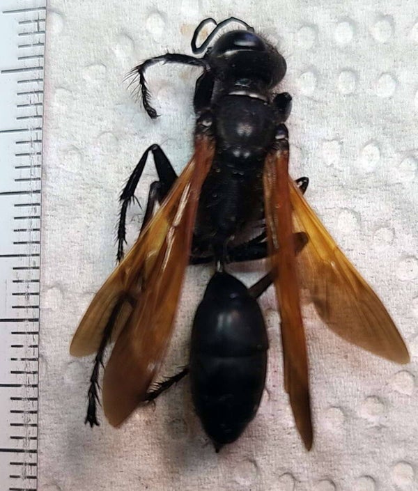 Hyménoptère sp Madagascar