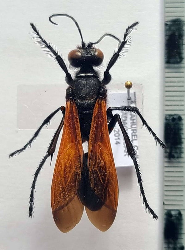 Hyménoptère sp Madagascar