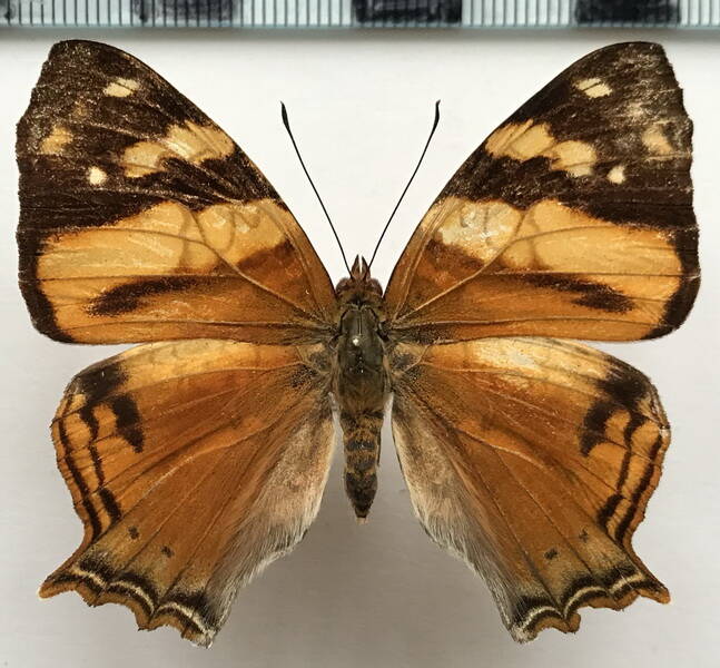 hypananartia-lethe_f_eq-standard.jpg