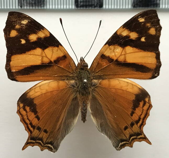 hypananartia-lethe_m_col-standard.jpg