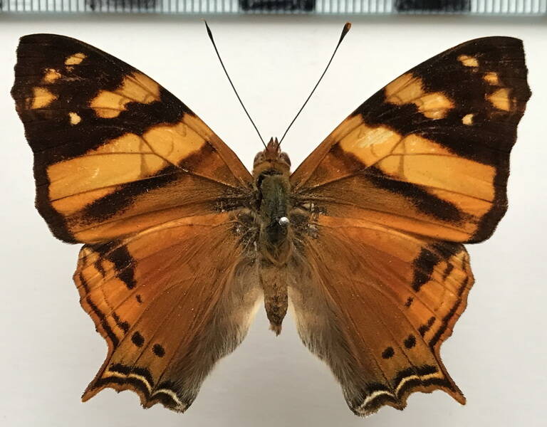 hypananartia-lethe_m_perou-standard.jpg
