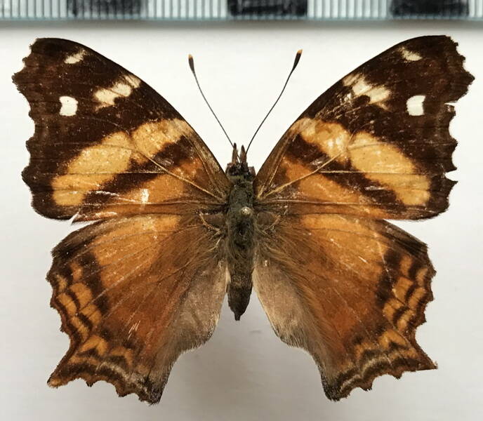hypanartia_bella_f_bresil-standard.jpg