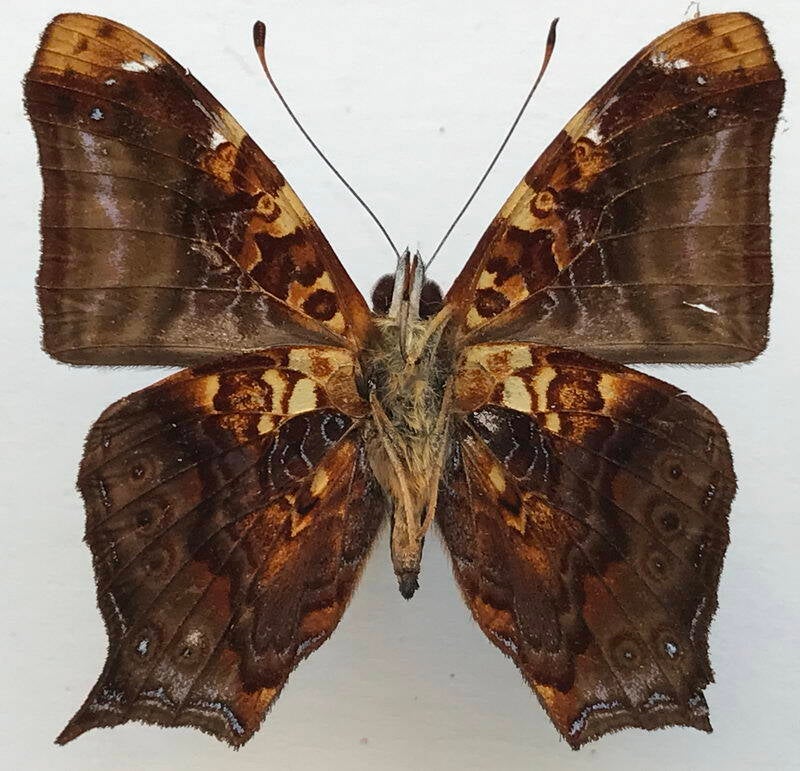 hypanartia_charon_m_eq_v-standard.jpg