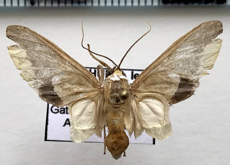 hyperandra_appendiculata_m_eq-standard.jpg
