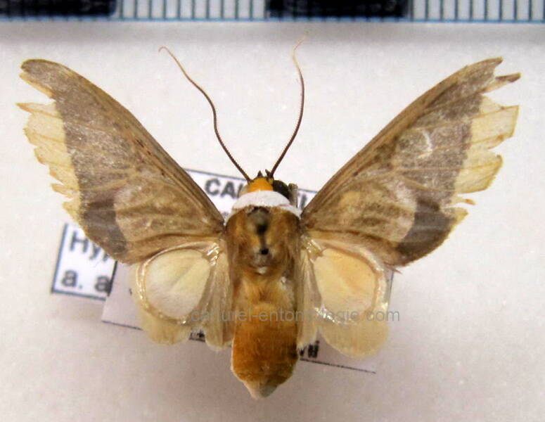 hyperandra_appendiculata_m_gf-standard.jpg