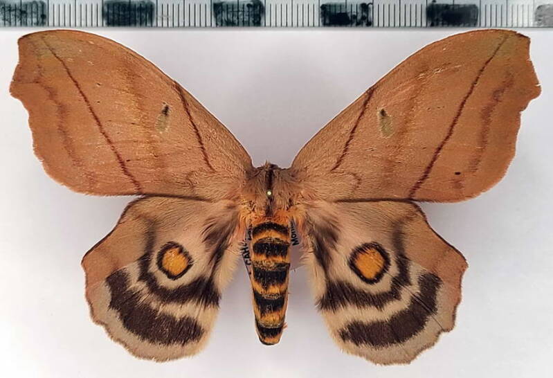 hyperchiria_nausica_f_gf-standard.jpg