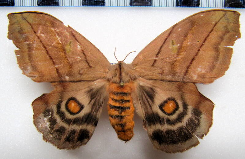 hyperchiria_nausica_gf_f-standard.jpg