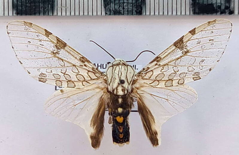 hypercompe_cunigunda_m02_vnz-standard.jpg