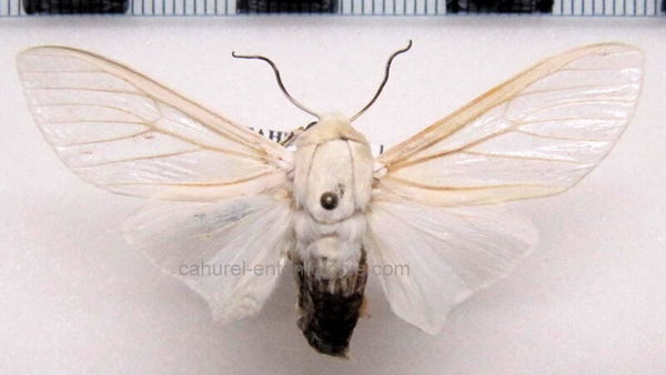 Hypercompe muzina mâle A1- Equateur