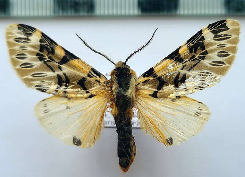 hypercompe_neurophylla_m_eq_2-standard.jpg
