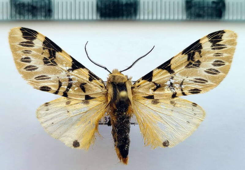 hypercompe_neurophylla_m_per_2-standard.jpg