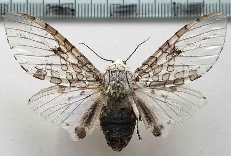 hypercompe_peruvensis_m02_per_2-standard.jpg