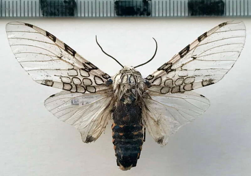 hypercompe_peruvensis_m_col-standard.jpg