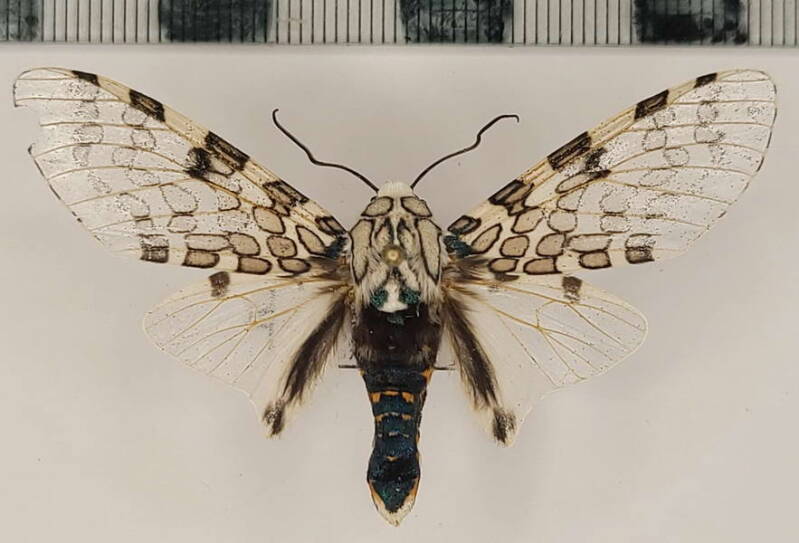 hypercompe_peruvensis_m_eq_2-standard.jpg