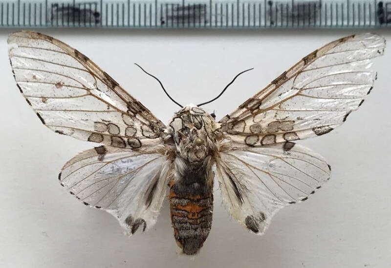 hypercompe_peruvensis_m_per-standard.jpg