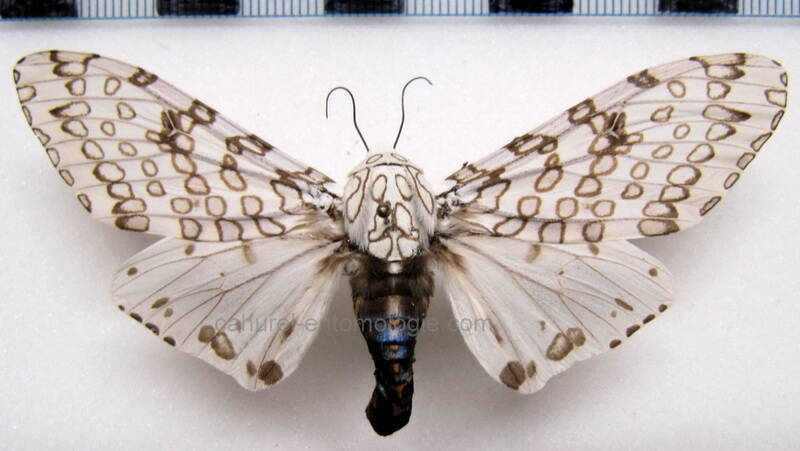 hypercompe_sp02_mex-standard.jpg