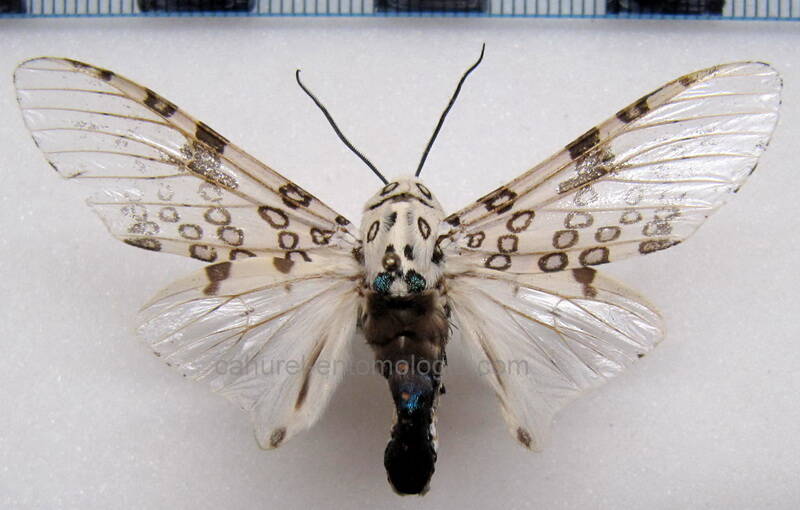 hypercompe_sp03_mex-standard.jpg