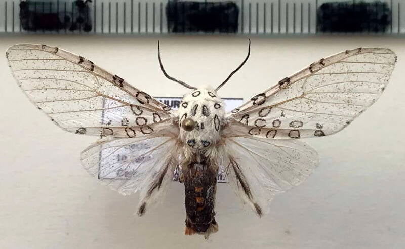 hypercompe_sp434_m_venz-standard.jpg