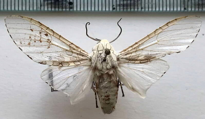 hypercompe_sp749_cr-standard.jpg