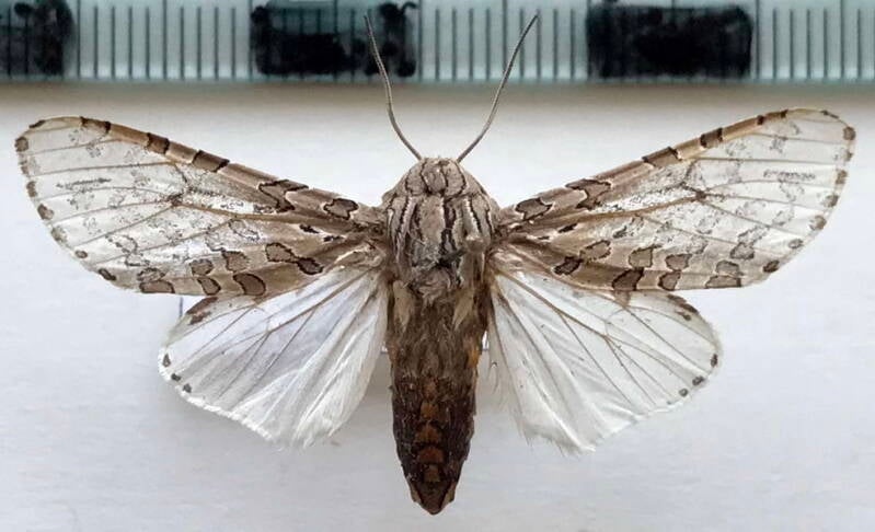 hypercompe_sp942_m_bol-standard.jpg