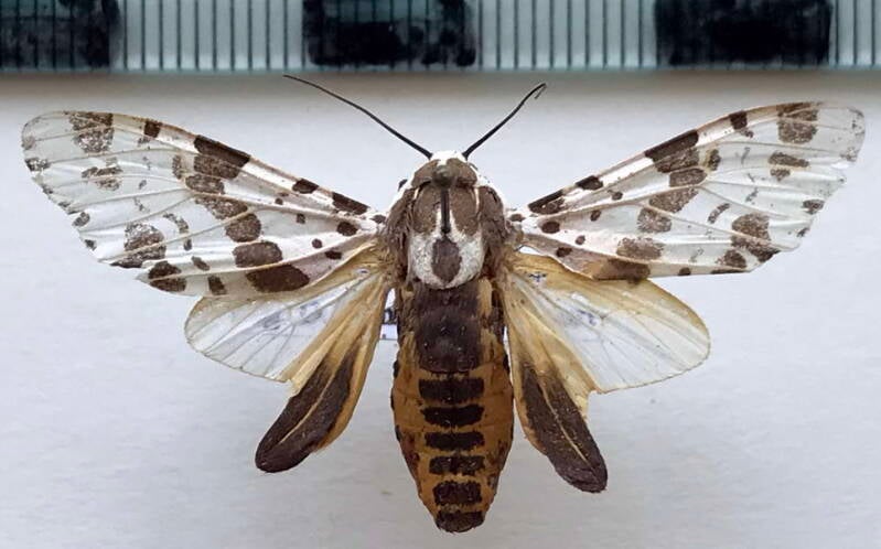 hypercompe_sp945_m_col-standard.jpg