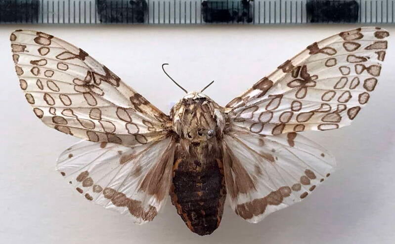 hypercompe_sp970_f_bol-perplexa-standard.jpg