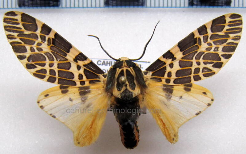 hypercompe_teophila_m_eq-standard.jpg