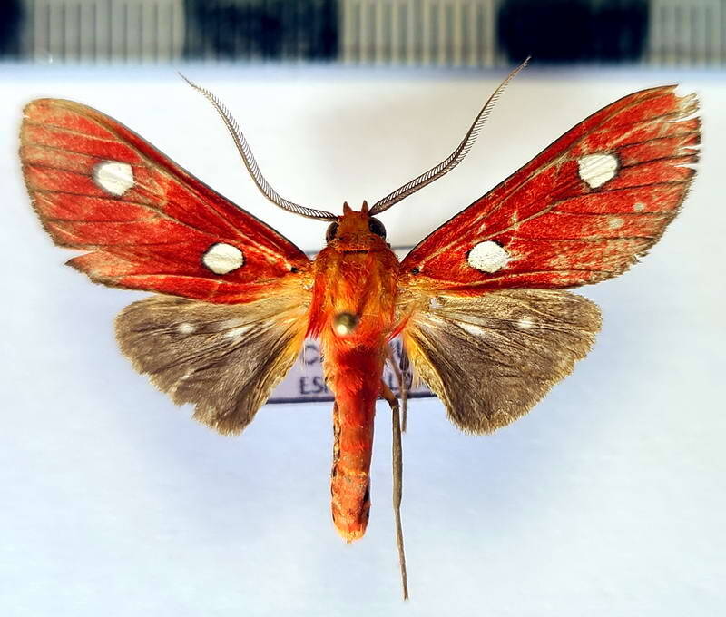hyperthaema_haemacta_m_eq-standard.jpg