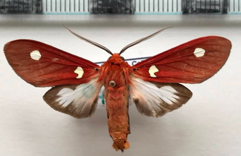 hyperthaema_pulchra_m_bol-standard.jpg