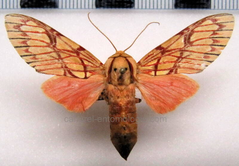 hypidalia_sanguirena_m_gf-standard.jpg