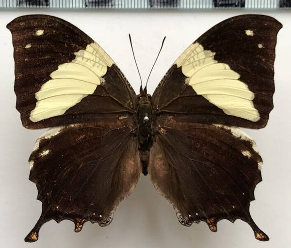 Hypna clytemnestra mâle A1-  Pérou