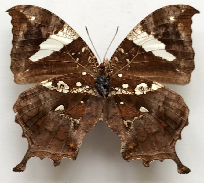 hypna_clytemnestra_forbesi_m_bresil_v-standard.jpg
