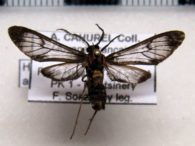 hypocharis_arimensis_gf-standard.jpg
