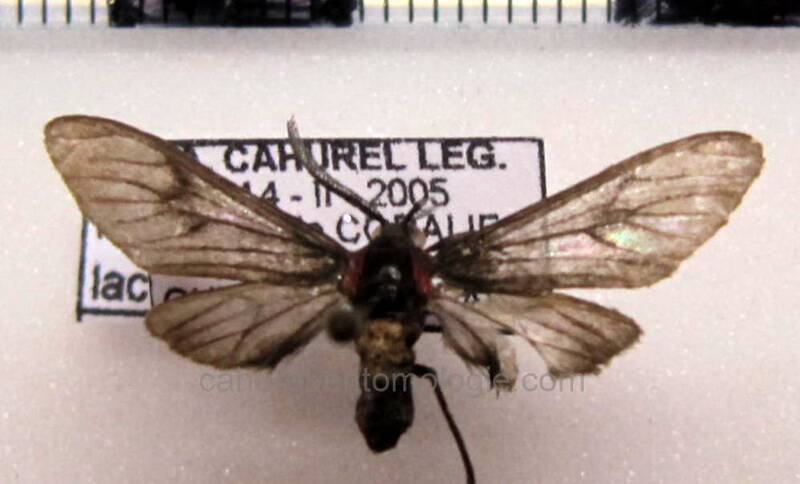 hypocharis_lacteata_m_gf-standard.jpg