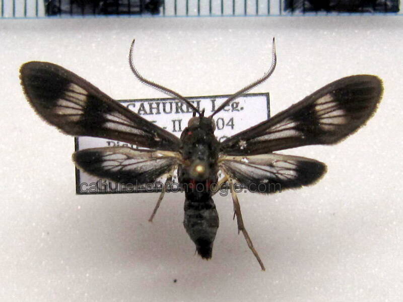 hypocladia_parcipuncta_gf02-standard.jpg