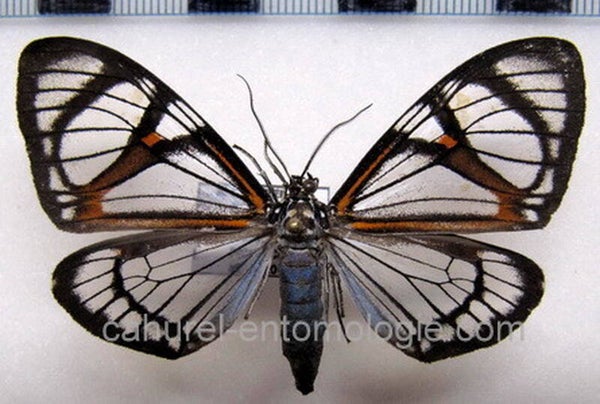 Hypocrita phanoptoides mâle A1- Equateur