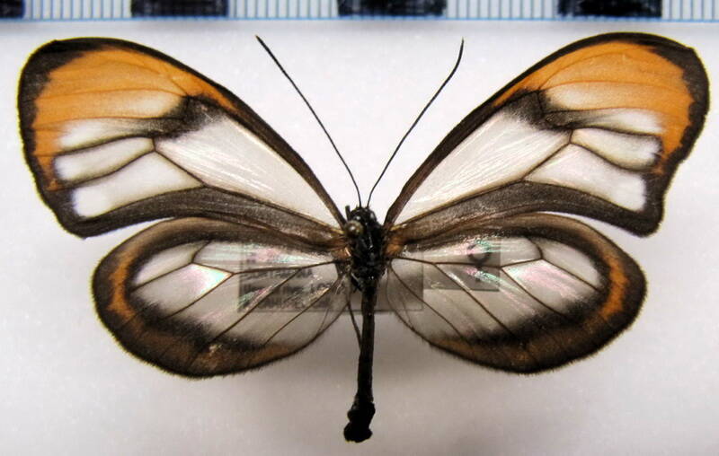 hypoleria_lavinia_chrysodonia_f_perou-standard.jpg