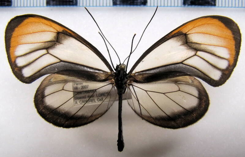 hypoleria_lavinia_chrysodonia_m_perou-standard.jpg