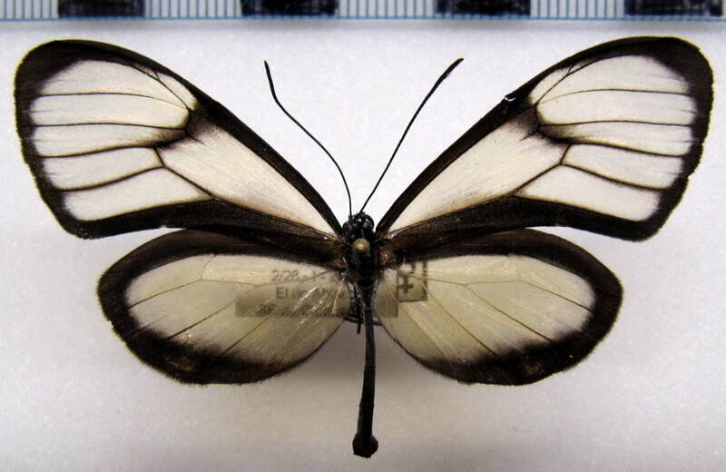 hypoleria_xenophis_f_perou-standard.jpg