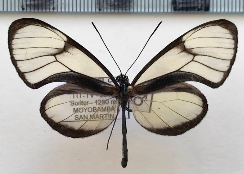 hypoleria_xenophis_m02_per-standard.jpg