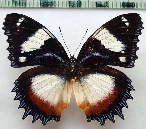 Hypolymnas dexithea mâle Madagascar
