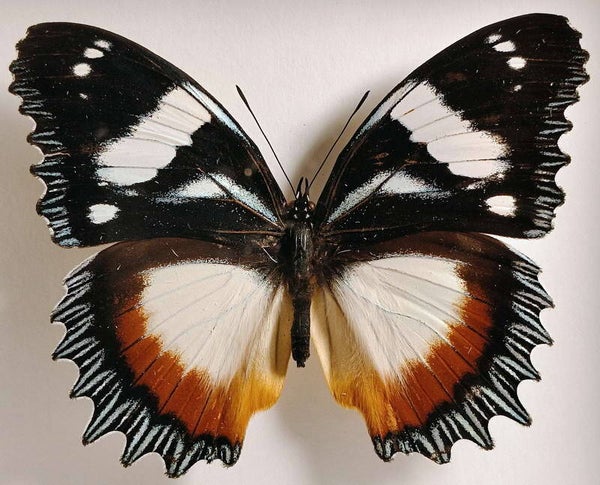 Hypolymnas dexithea mâle Madagascar