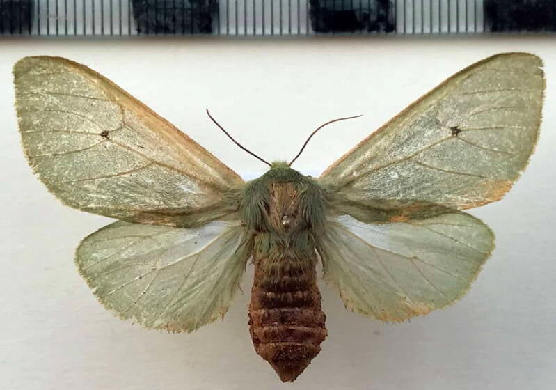 hypomolis_aeruginosa_f_col-standard.jpg