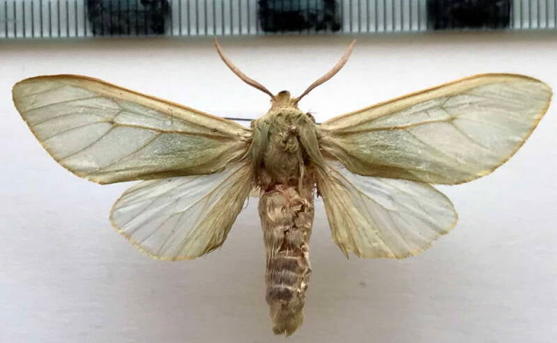 hypomolis_aeruginosa_m_col-standard.jpg