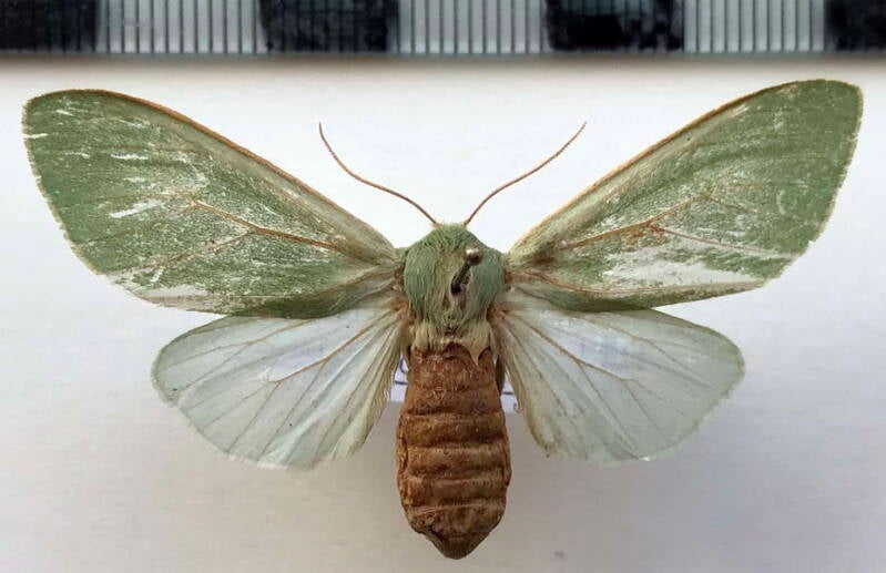 hypomolis_sanguinipectus_f_col-standard.jpg